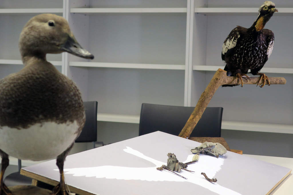 Revela datos sobre la comunicación de estas especies, parientes de los patos actuales, y que descienden de los dinosaurios. (EFE)