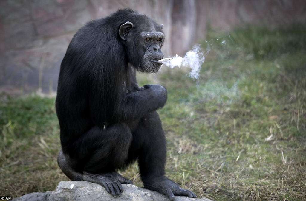 Los cuidadores dicen que el animal no inhala realmente el humo. (INTERNET)