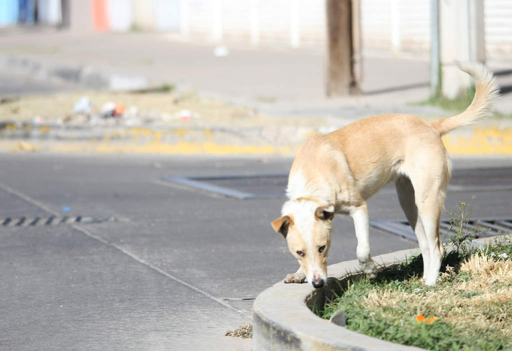 De acuerdo con Sánchez, es la esterilización la única medida con la que se puede detener la sobrepoblación de perros y gatos. (ARCHIVO)
