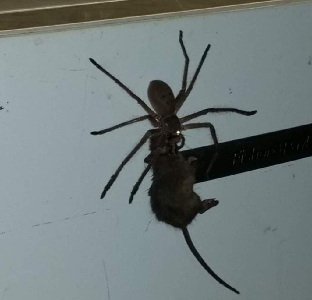 Araña gigante arrastra a ratón en Australia