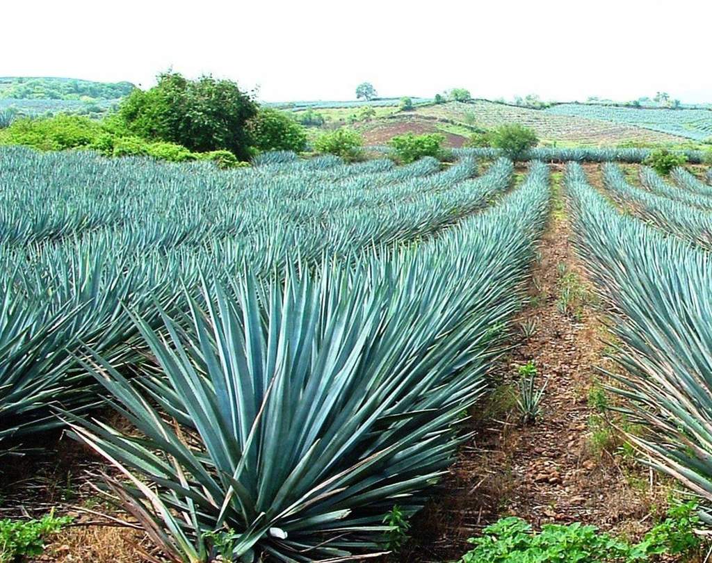 Agave Tequilana Weber es el líder