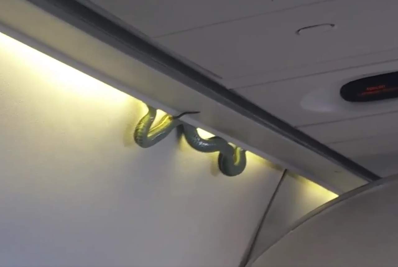 El 7 de noviembre, un pasajero subió a las redes sociales un video donde se observa a una víbora caer del compartimiento superior del equipaje del vuelo 231 de Aeroméxico proveniente de Torreón. (ESPECIAL)