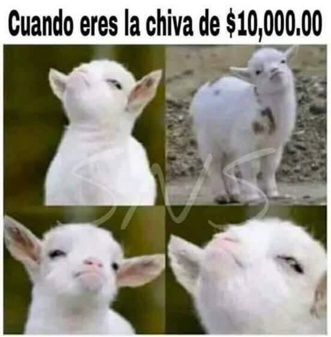 La 'Chiva' de 10 mil pesos no es un animal como los tuiteros lo han mostrado en diversos memes. (ESPECIAL)
