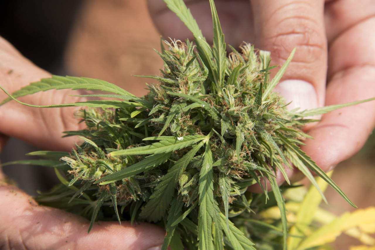 Se permitirá en el país el uso medicinal y científico de la marihuana. (ARCHIVO)