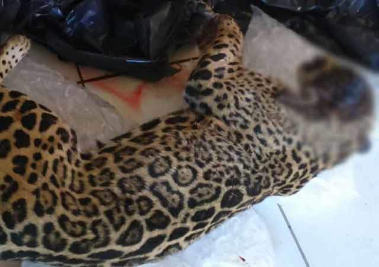 El jaguar atacó a un perro, por lo que se intentó acorralar al animal para capturarlo; sin embargo, el ejemplar de vida silvestre, al sentirse amenazado, intentó atacar a los uniformados pero la reacción de un elemento fue repeler la agresión con un disparo al jaguar, situación que le causó la muerte. (TWITTER) 