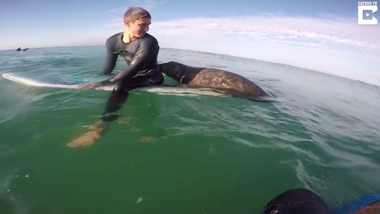 La foca les hizo compañía alrededor de unos 20 minutos. (YOUTUBE)