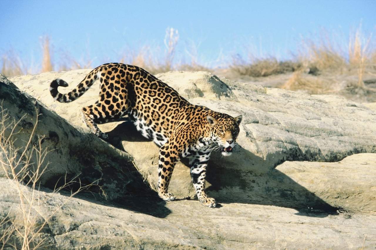 Las autoridades federales reconocieron que podría tomar al menos medio siglo para que los jaguares cuenten con poblaciones viables y autosustentables en algunas zonas de su territorio histórico. (ARCHIVO)
