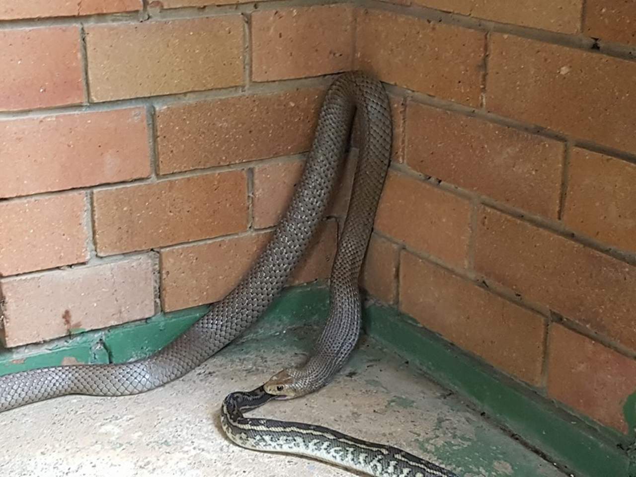 Planearon esperar a que la serpiente terminara de comer para llevársela, pero estaba tardando demasiado. (INTERNET)