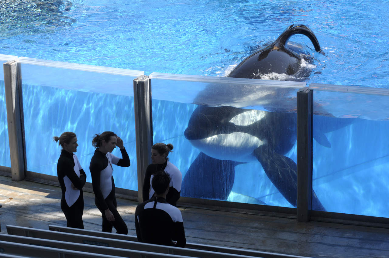 Tilikum nació en las aguas de Islandia y fue llevado al acuario Sealand of the Pacific en Canadá tras ser capturado. (AP)