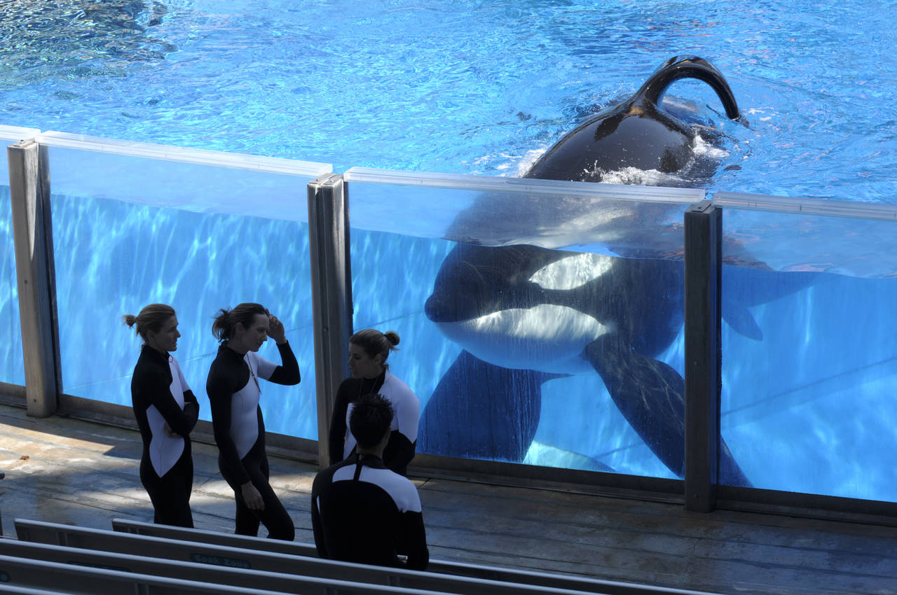 Muere. Tilikum nació en Islandia y fue llevado al acuario de Sealand of the Pacific en Canadá. (ARCHIVO)