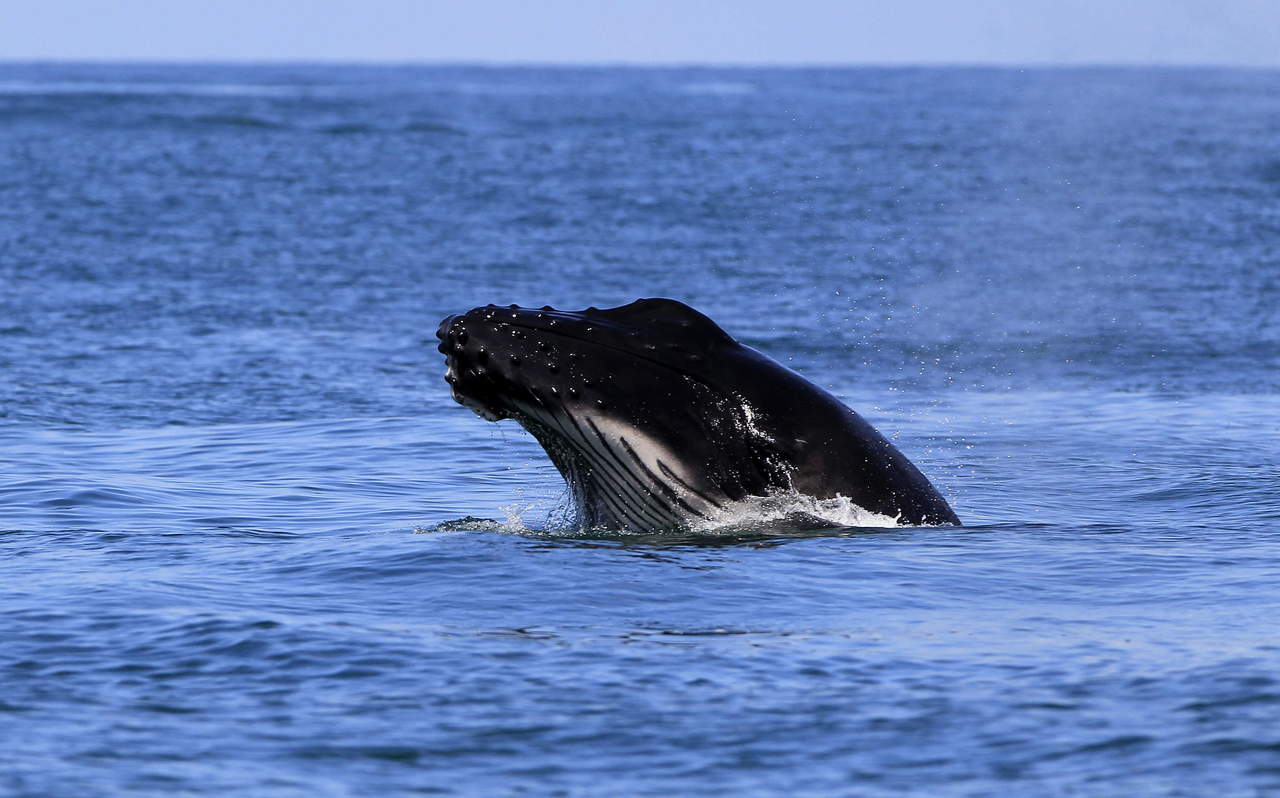 La observación de ballenas jorobadas es la principal actividad ecoturística desde el 15 enero hasta el 15 de marzo en la Bahía de Samaná. (ARCHIVO)