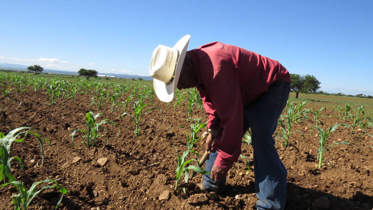 Sector. La producción agrícola en los diferentes cultivos se disparará en sus costos, opina el especialista Roberto Delgado.