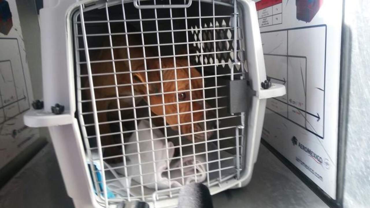 Max es un perro pitbull, el pasado mes de diciembre atacó al niño Iker en Saltillo y le destrozó la tráquea lo que causó la muerte del pequeño. (EL SIGLO DE TORREÓN)