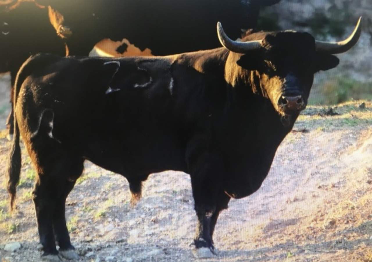 Toros de la ganadería de Barralva serán enviados el próximo domingo 12 a la Plaza México y se presentarán el 18 en Ciudad Lerdo.