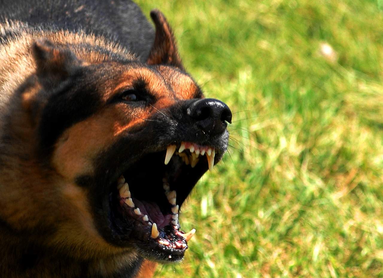 Ex Navy Seal aconseja qué hacer ante el ataque de un perro