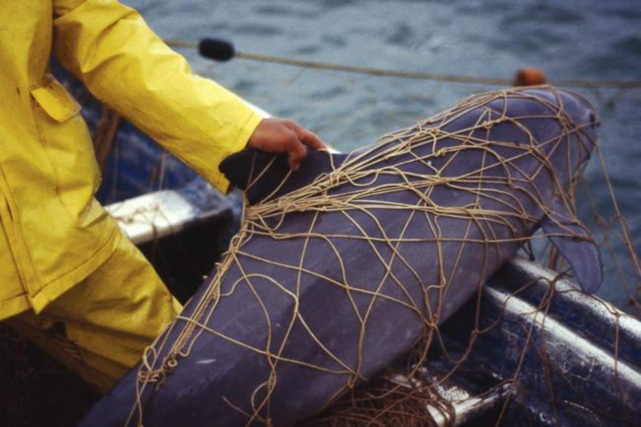 Encuentran otra vaquita marina muerta