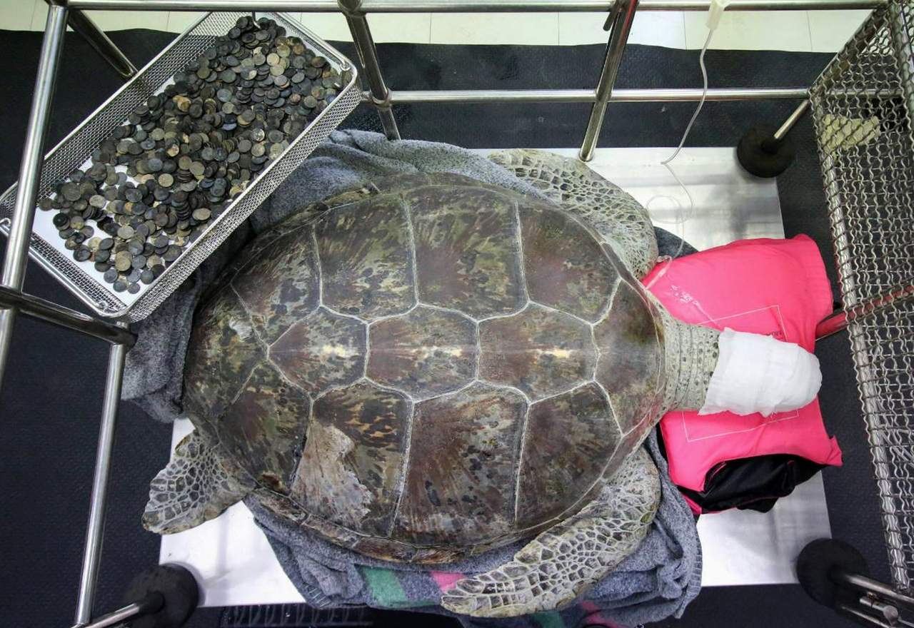 Luego que la operaron y le extrajeron casi 1,000 monedas del estómago hace dos semanas, la tortuga apodada 'Omsin', o 'Cochinito', murió el martes. (ARCHIVO)