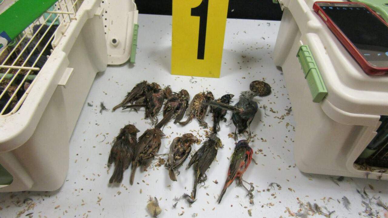 A pesar de los esfuerzos, 16 aves murieron por asfixia o aplastamiento, por lo que el sujeto fue puesto de inmediato a disposición del Ministerio Público. (TWITTER)
