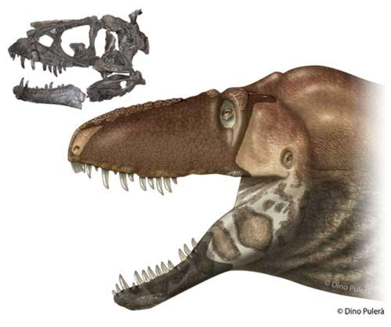 La evidencia fósil fue hallada en Montana y su análisis ofreció gran cantidad de datos sobre biomecánica, anatomía y evolución que revelaron se trataba de un nuevo taxón de tiranosaurio, identificado ahora como Daspletosaurus horneri. (ESPECIAL)