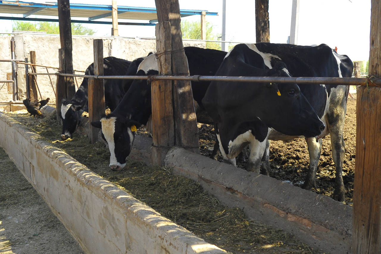 Productores. Pequeños y medianos productores de leche tienen el compromiso de producir cada vez más leche ante la demanda. (ARCHIVO)