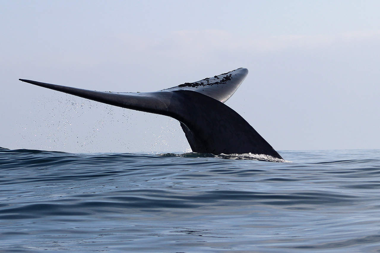 Estos dispositivos colocados por succión, que además registran a través de los sensores los movimientos de las ballenas así como el tiempo y la profundidad de cada inmersión. (ARCHIVO)