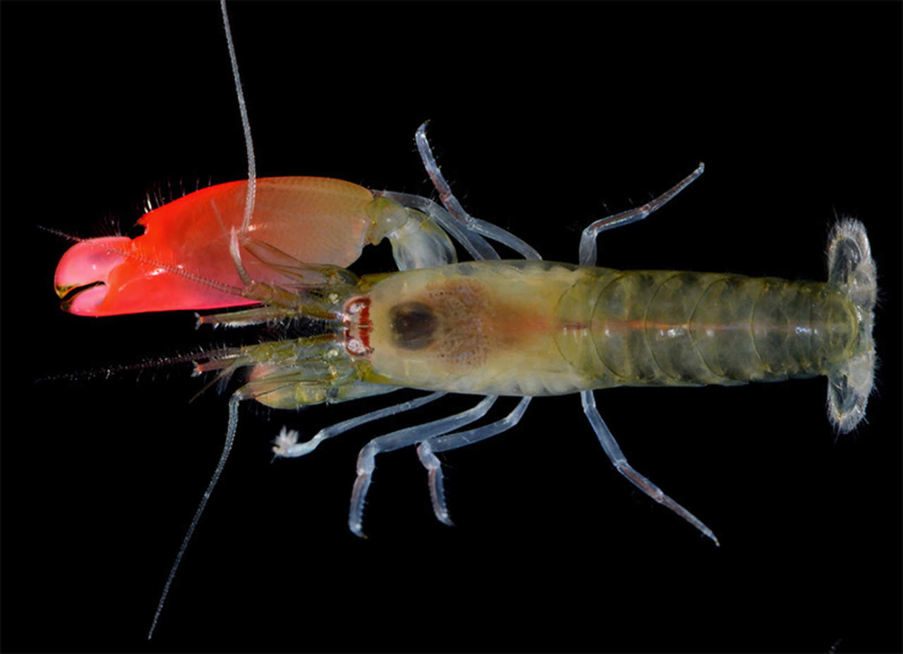 El camarón hallado en la costa de Panamá en el Pacífico fue nombrado Synalpheus pinkfloydi en la publicación científica Zootaxa. (AP)