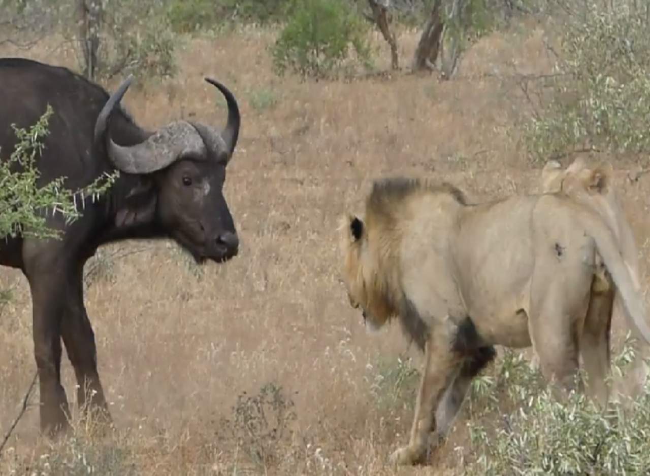 Dos leones acorralan a un búfalo