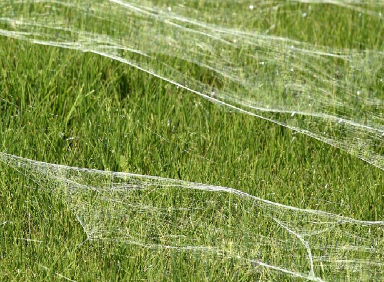 Campo de fútbol aparece cubierto de tela de arañas