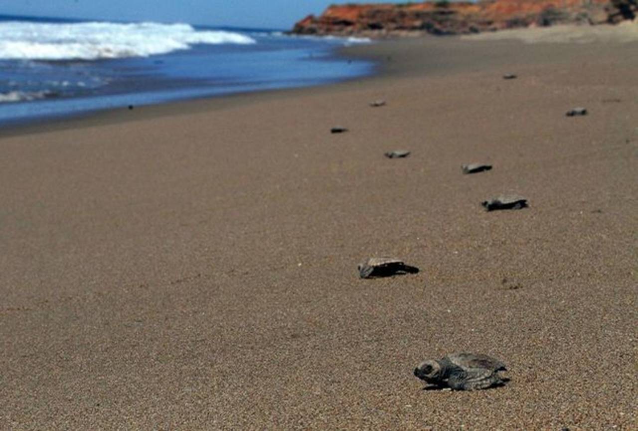 Apoyo. El biólogo Daniel Ríos da una amplia explicación sobre las acciones que realizan en esta reserva de la tortuga marina.