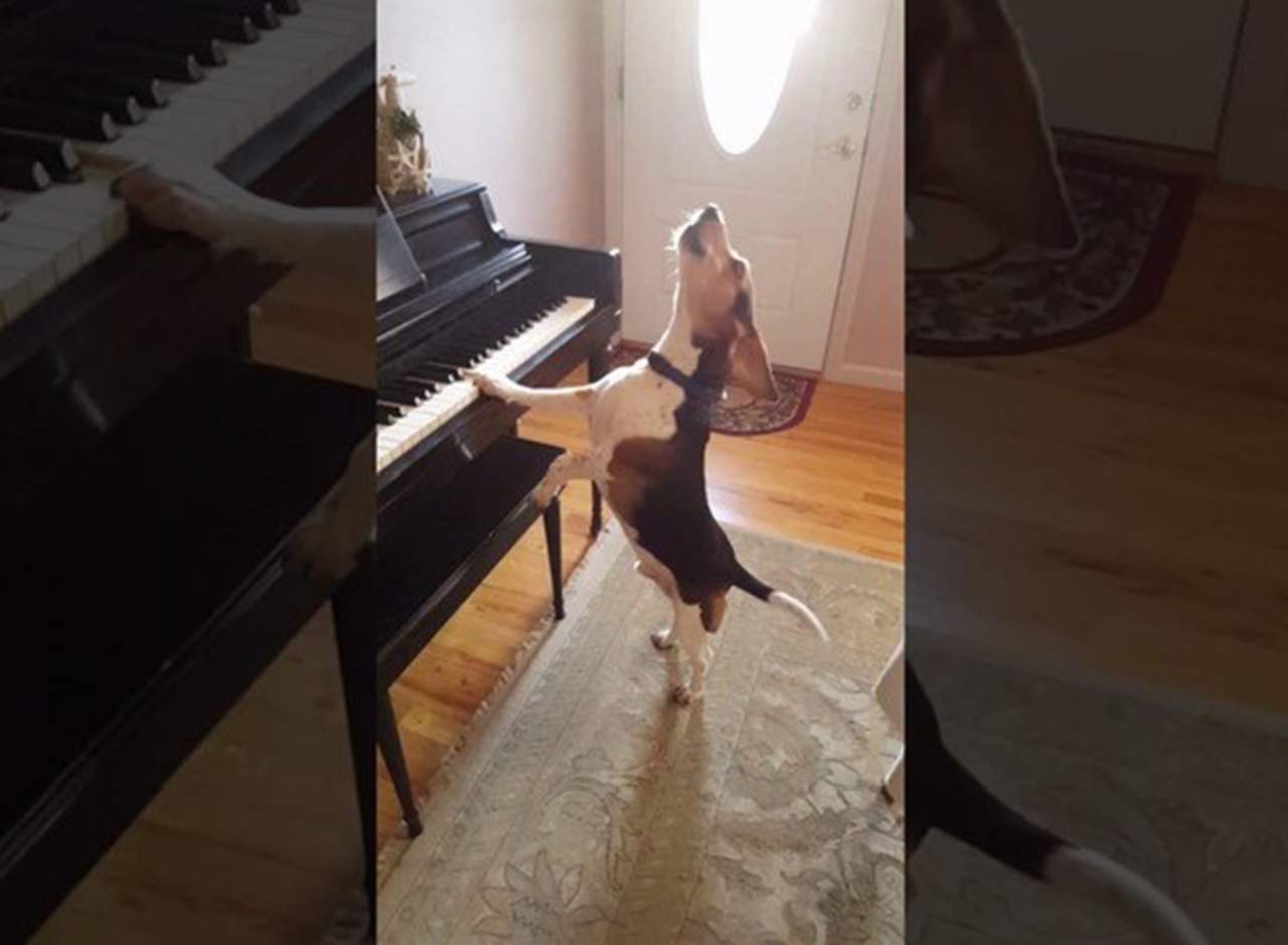 Este perro cantor se está convirtiendo en una sensación