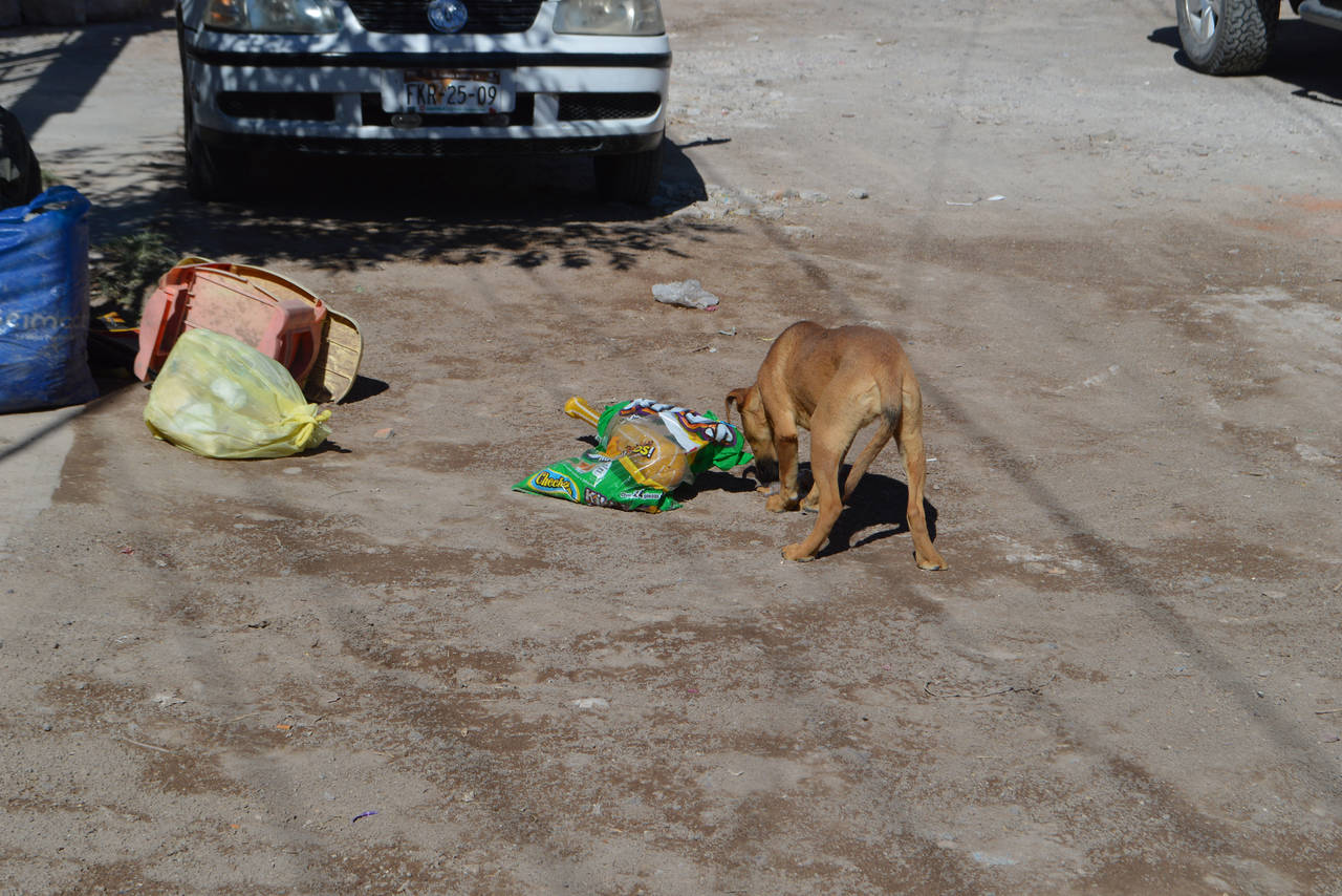 Afectados. Ciudadanos piden poner 'control' en el tema de los perros callejeros en Matamoros.