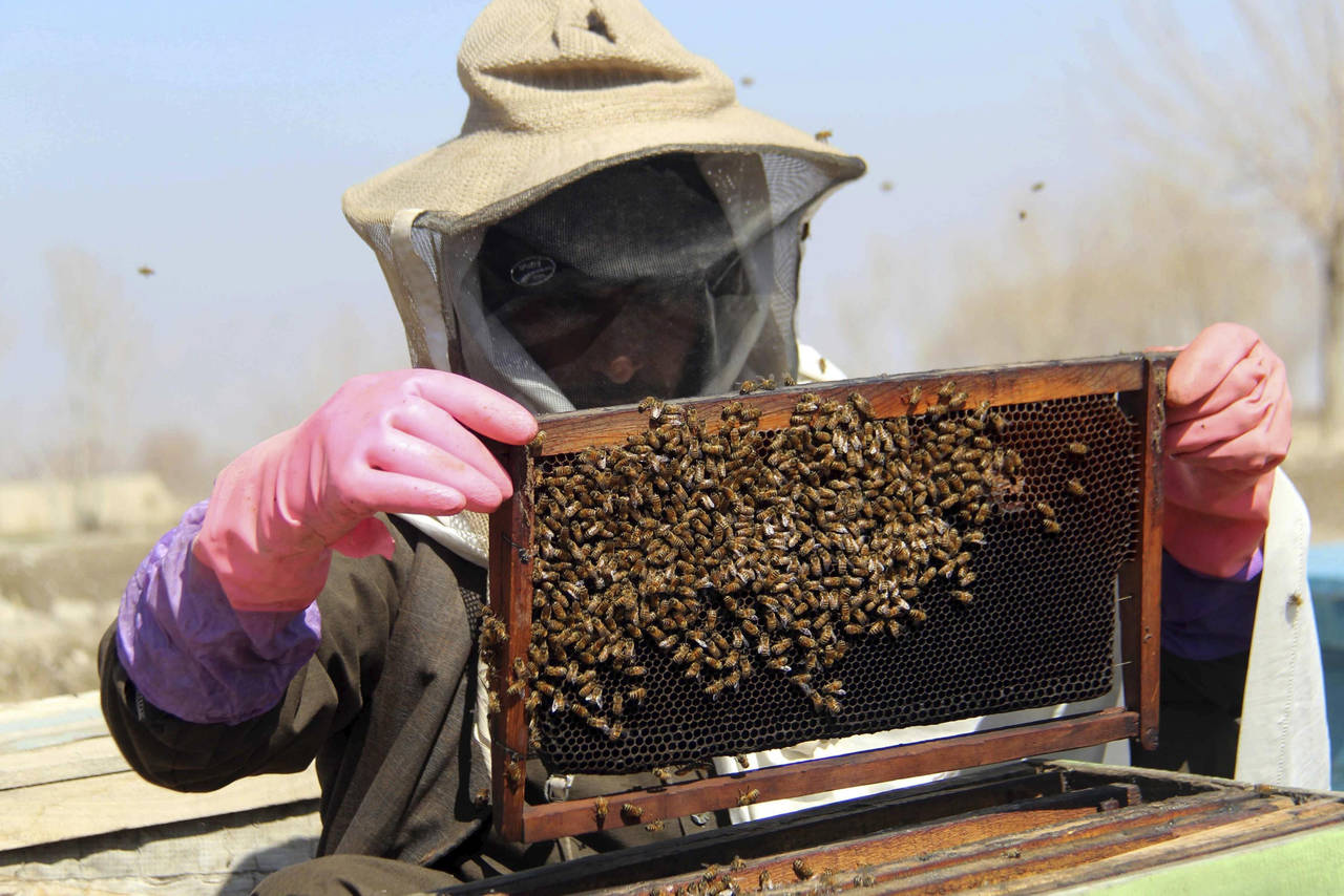 Recurso. Son 68 apicultores los que se beneficiarán con un recurso del millón 720 mil pesos.
