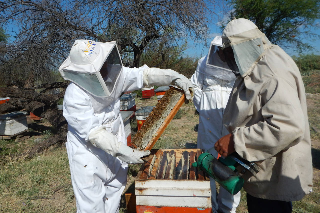Miel. Los años malos para la cosecha de miel fueron 2015 y 2016, pero en este 2017 los apicultores no se muestran positivos. 