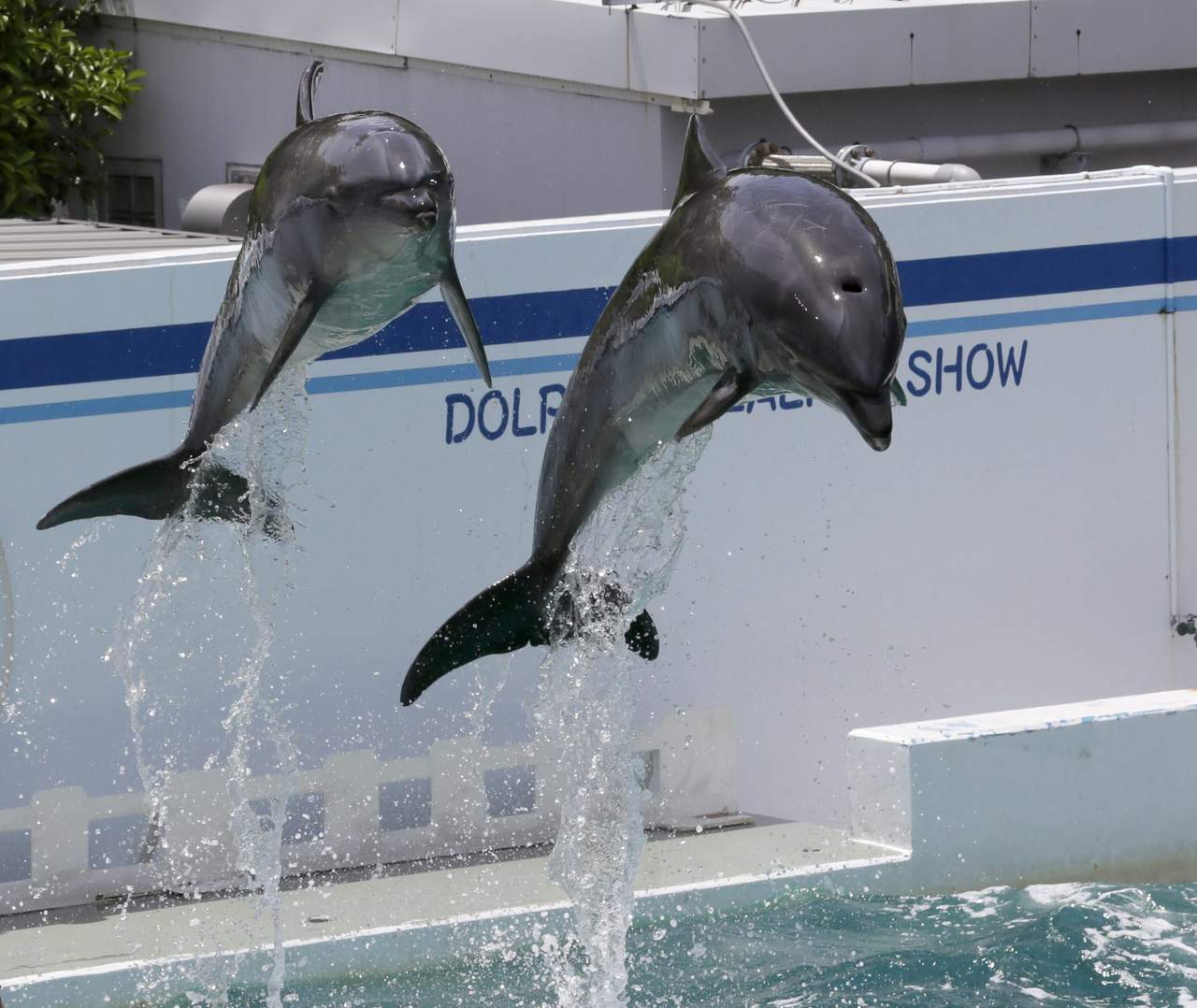 Diputados avalan prohibición de mamíferos marinos en espectáculos. (ARCHIVO) 