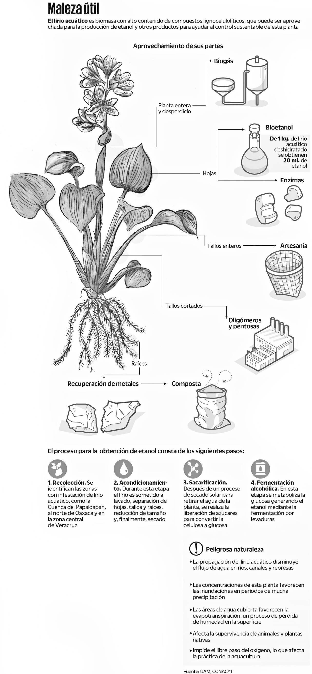 Lirio acuático, de plaga a producto sustentable