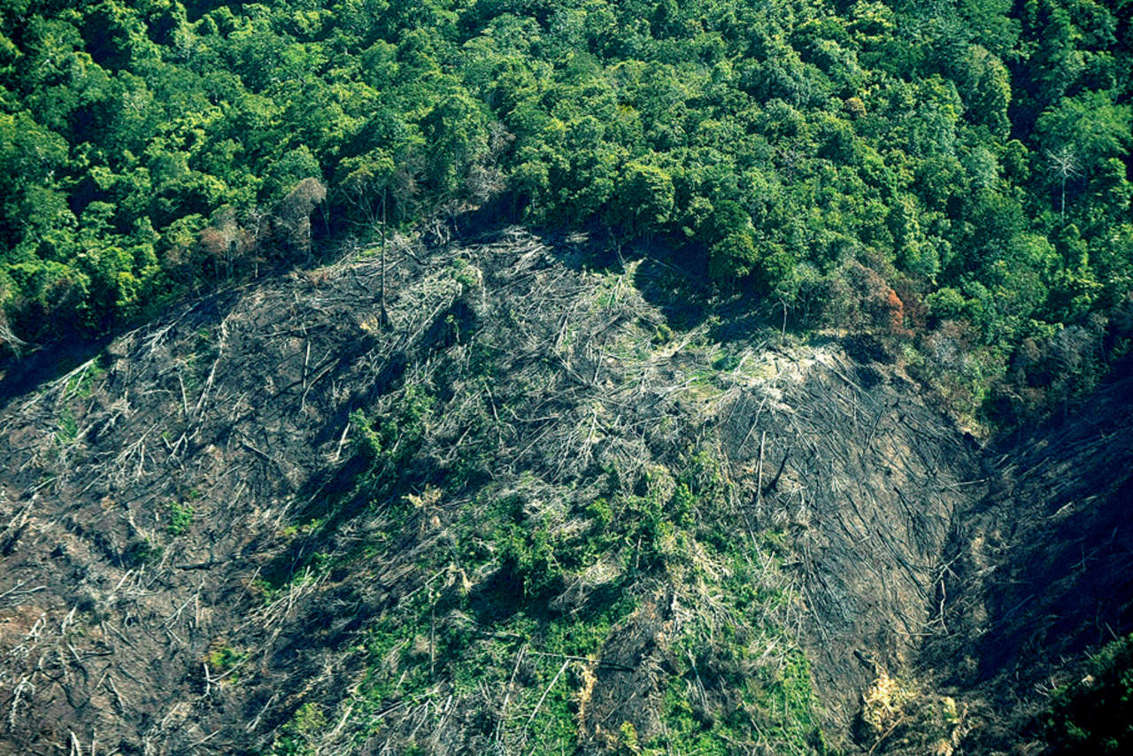 Deforestación de parque por explotación ilegal de plantaciones
de aceite de palma. Foto: EFE/Hotli Simanjuntak