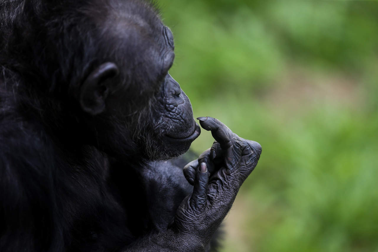 Aunque los bonobos y los chimpancés se parecen en muchos aspectos al existir una relación genética muy estrecha entre ambas especies, difieren en puntos importantes de su comportamiento. (ARCHIVO)