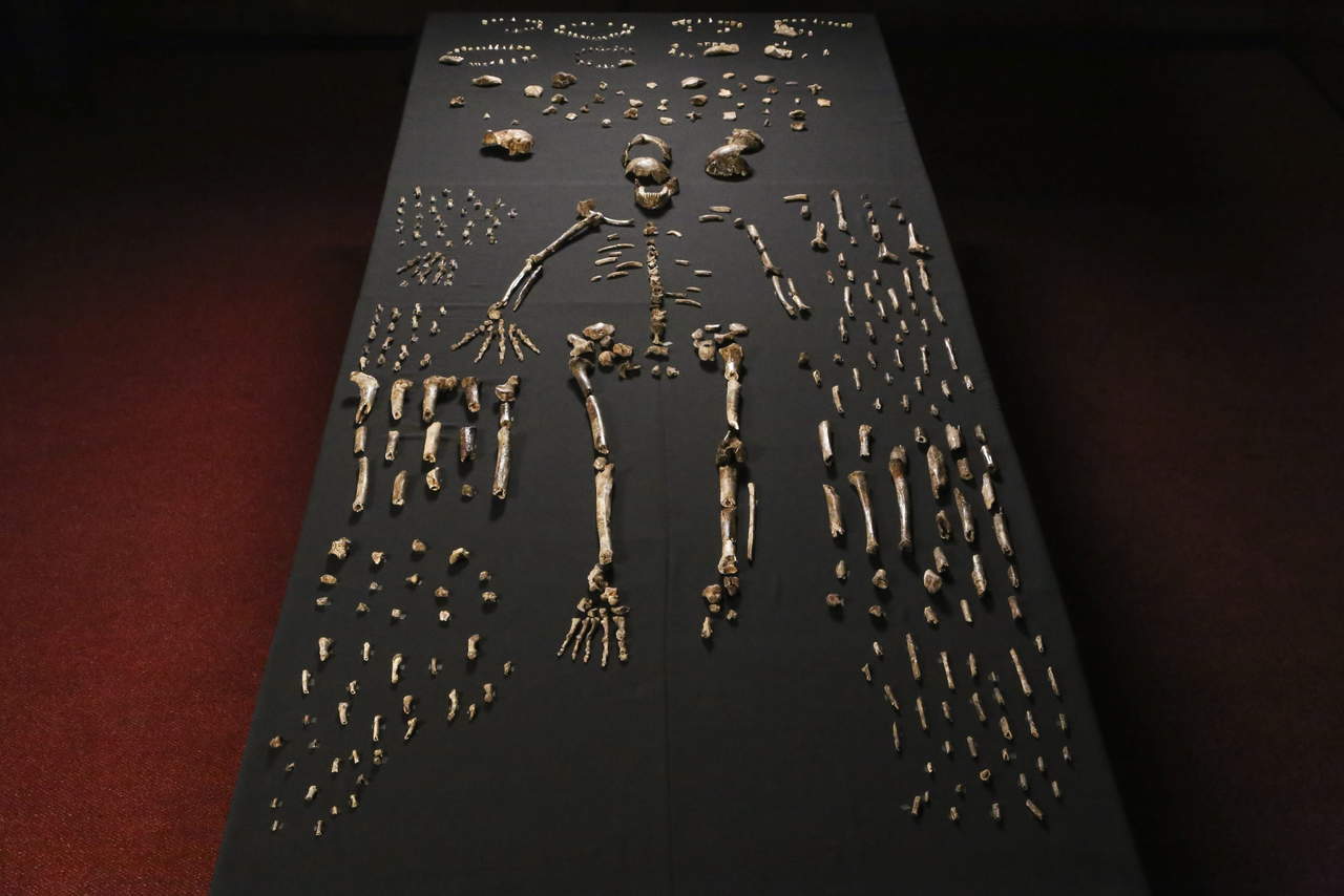 El Homo naledi, con una mezcla de características humanas y primitivas tales como un cerebro pequeño, vivió en un período más reciente, en términos paleontológicos, de lo que se pensaba. (ARCHIVO)