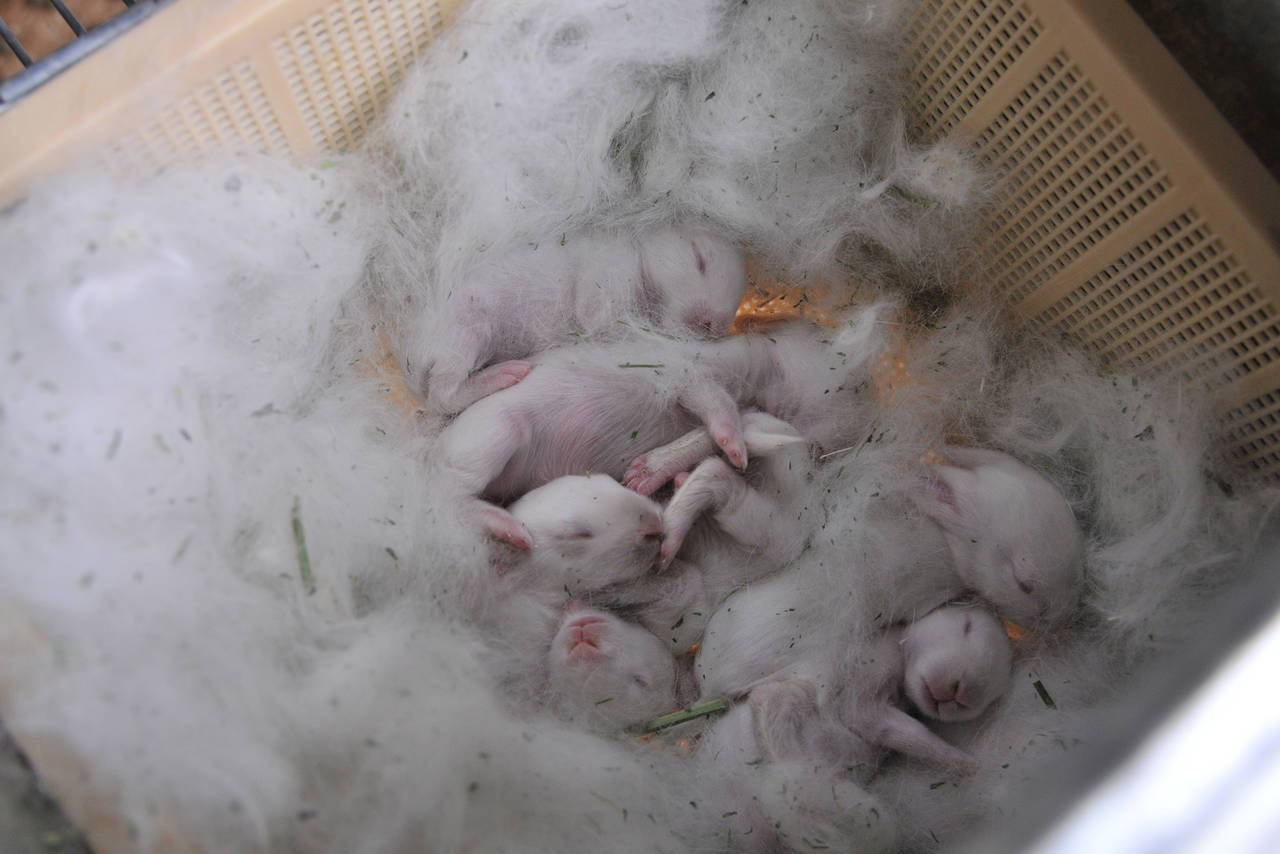 Se quitan el pelo. Las mamás conejo dejan su pelaje para cubrir del frío a las crías recién nacidas.