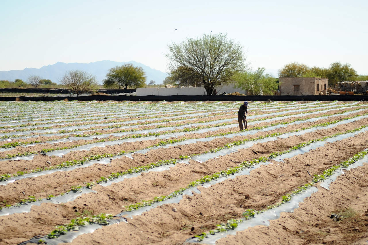 El Observatorio Agrario Nacional consideró que las propuestas para los campesinos de México han sido excluidas y que desde el año de 1992, (ARCHIVO) 