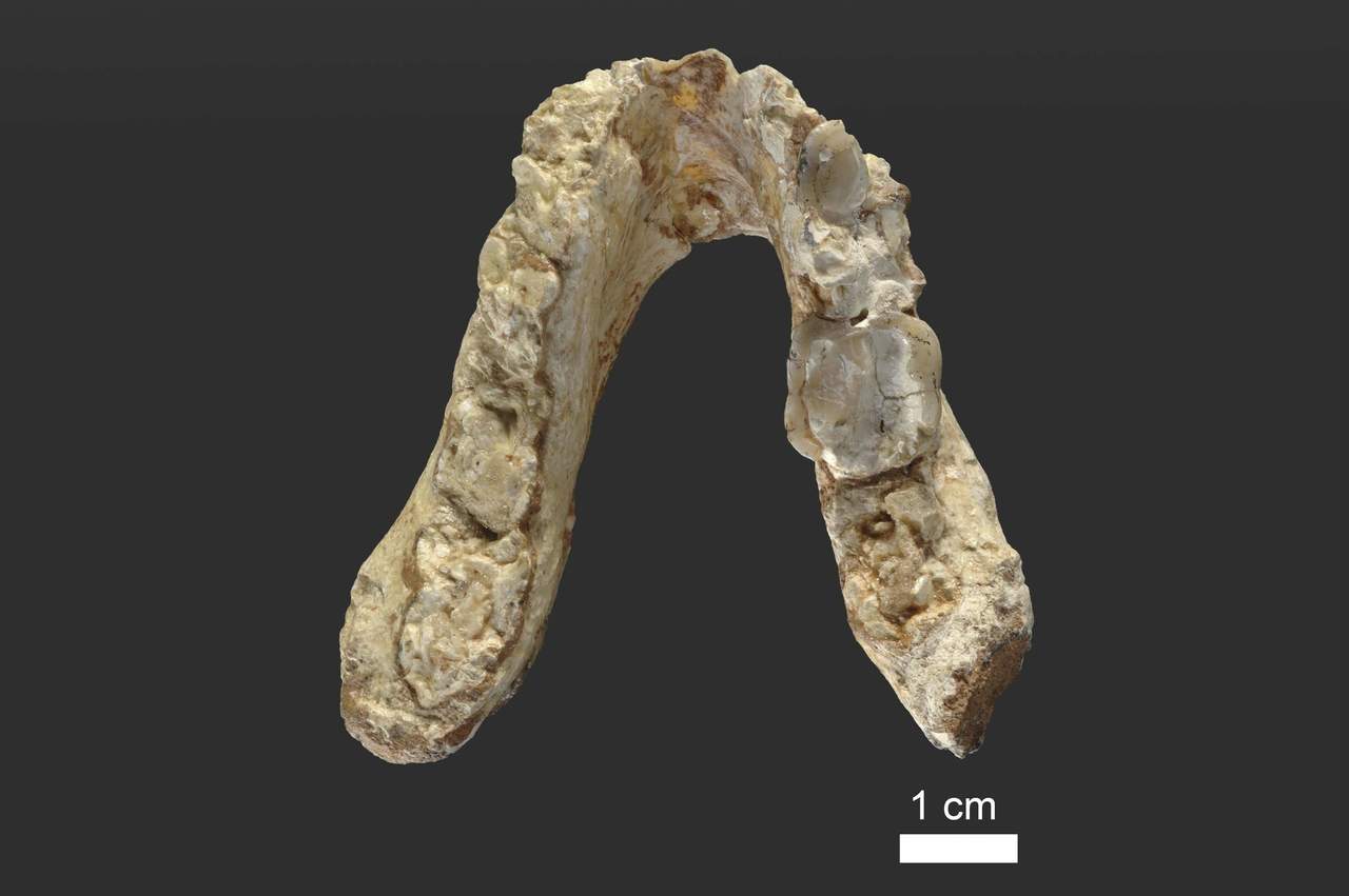 Los investigadores establecieron que dos fósiles (una mandíbula inferior descubierta en Grecia y un premolar superior en Bulgaria) pertenecen a prehumanos Graecopithecus freybergi que vivieron hace entre 7.24 y 7.17 millones de años. (EFE)