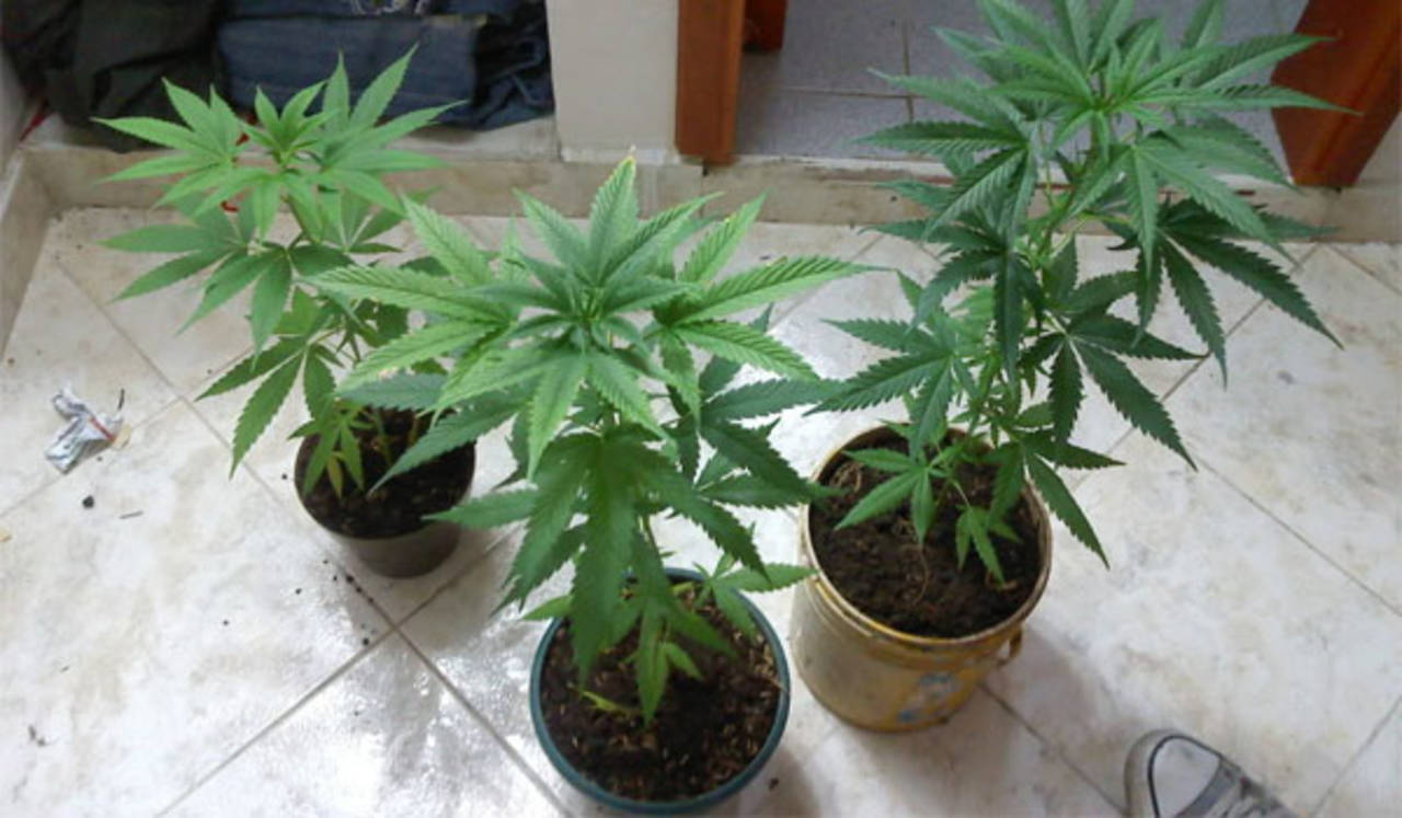 Medicinal. El pasado 28 de abril, diputados aprobaron el uso medicinal de la marihuana en el país.