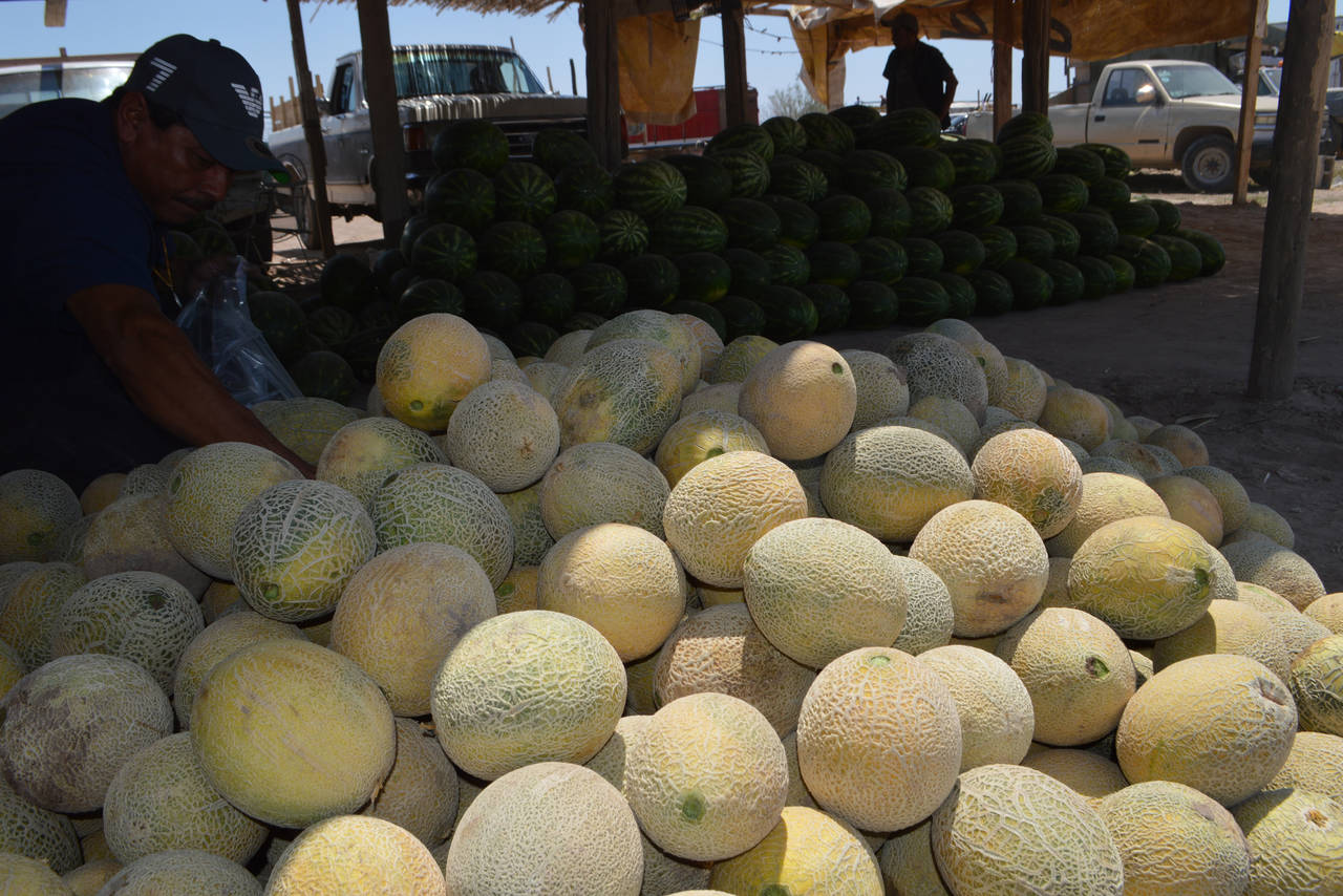 Cambia precio. Se registró un alza en el precio del melón en Matamoros, alcanzó esta semana los seis pesos por kilogramo.