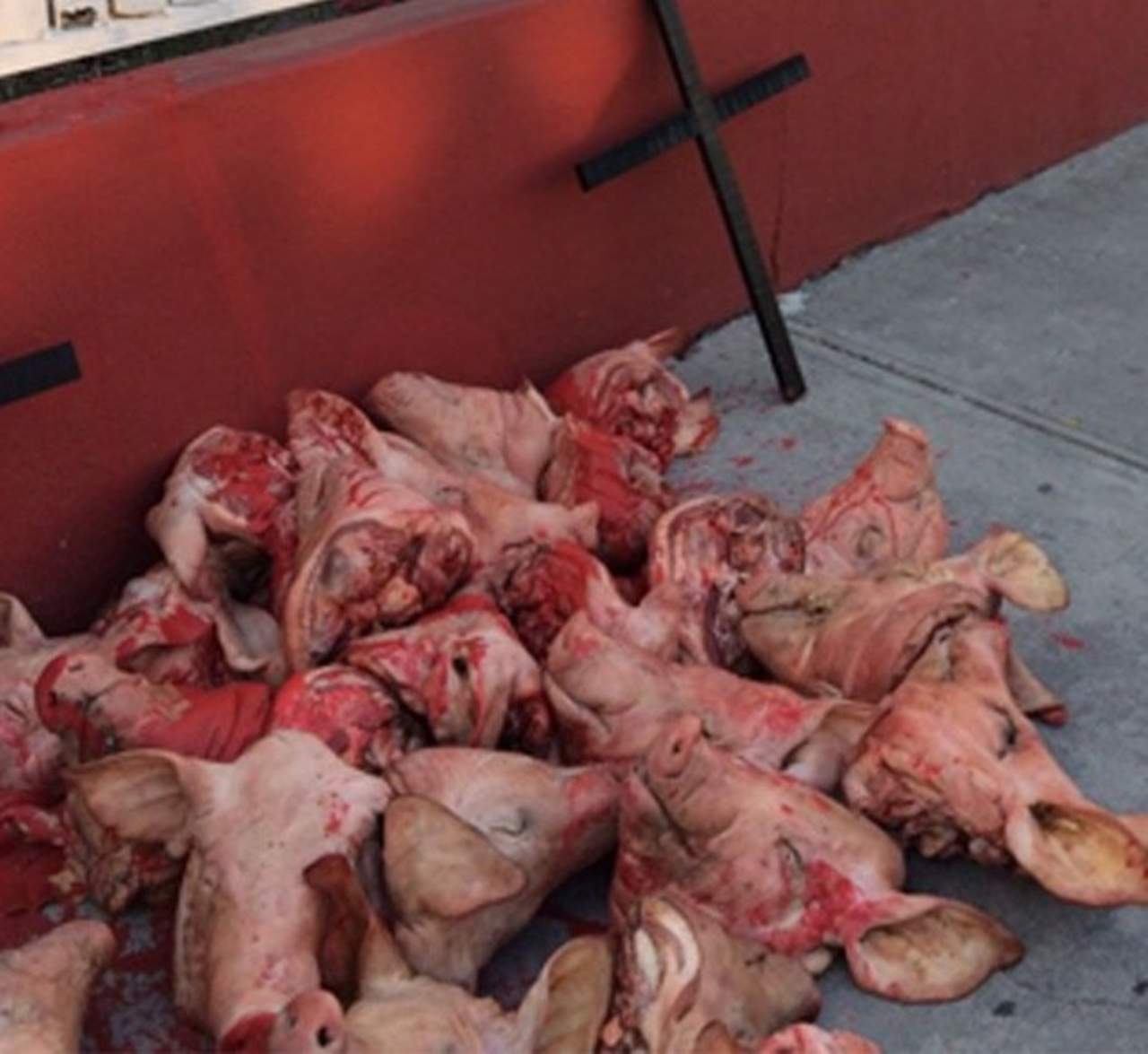 Habitantes de Cuautitlán Izcalli difundieron en redes sociales imágenes de las bolsas con los restos de cerdo halladas a las 05:00 horas de este sábado en el exterior de la escuela primaria 'Lic. José Vasconcelos', fraccionamiento Bosques del Alba. (TWITTER)

