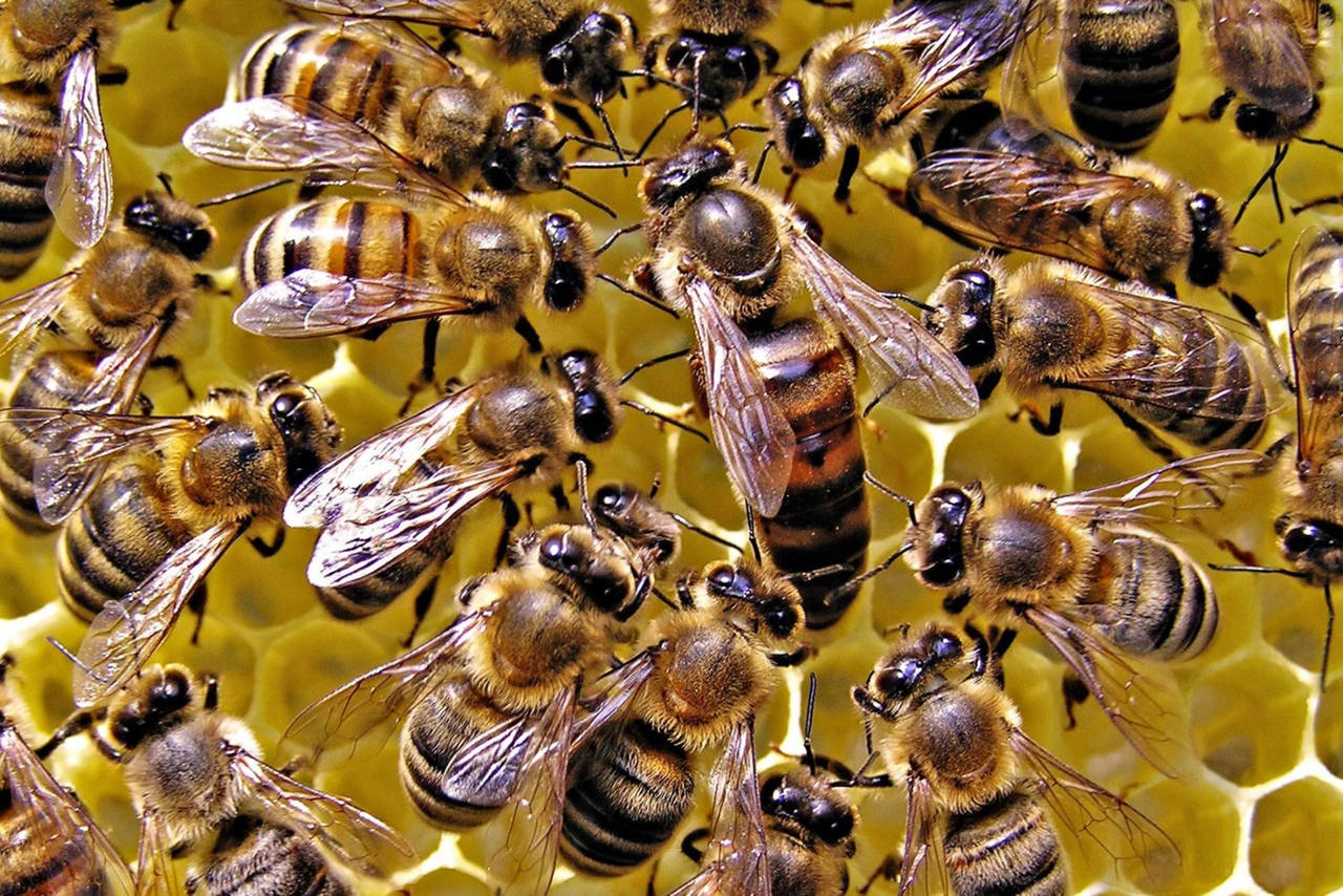 Invierten en abejas reinas