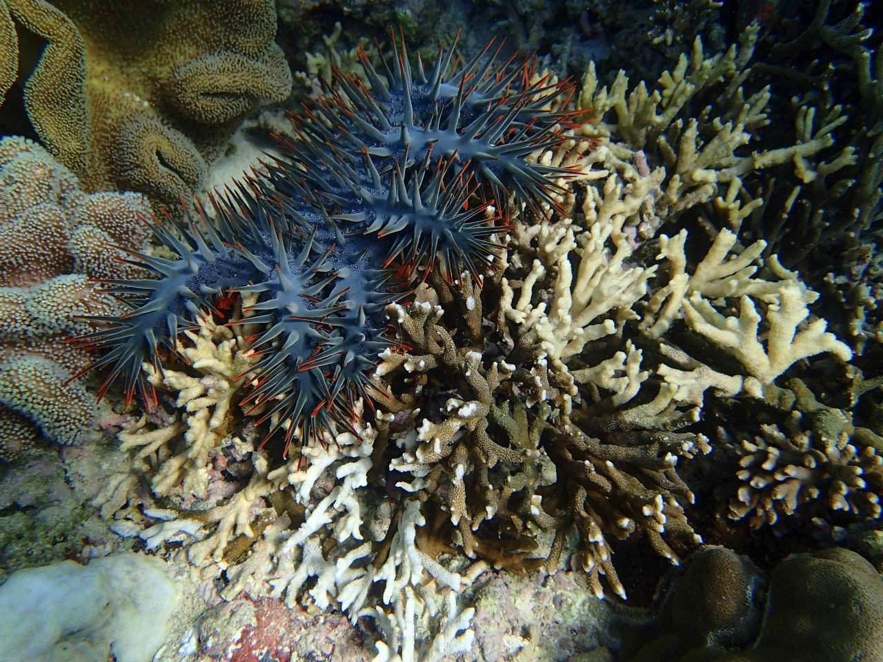 Esta estrella es la corona de espinas o acantáster púrpura (Acanthaster planci), 'uno de los pocos animales que pueden comer corales', en los que basa su dieta. (EFE)