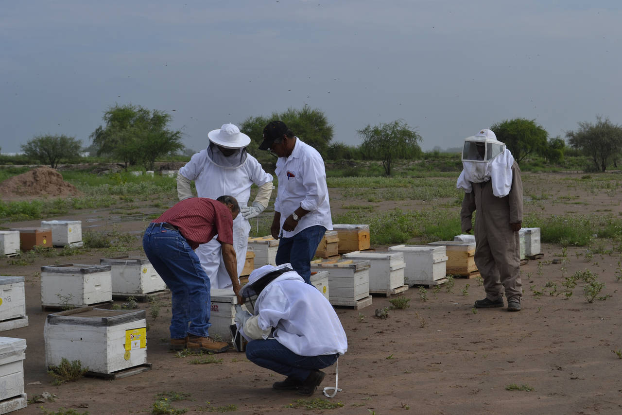 Recurso. Después de poco más de un año los apicultores laguneros reciben el apoyo para repoblar las colmenas que se perdieron. (ARCHIVO)