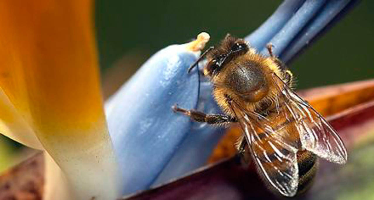 Más apoyo. Apicultores también buscan que se les ayude a conseguir azúcar para alimentar abejas. (ARCHIVO)