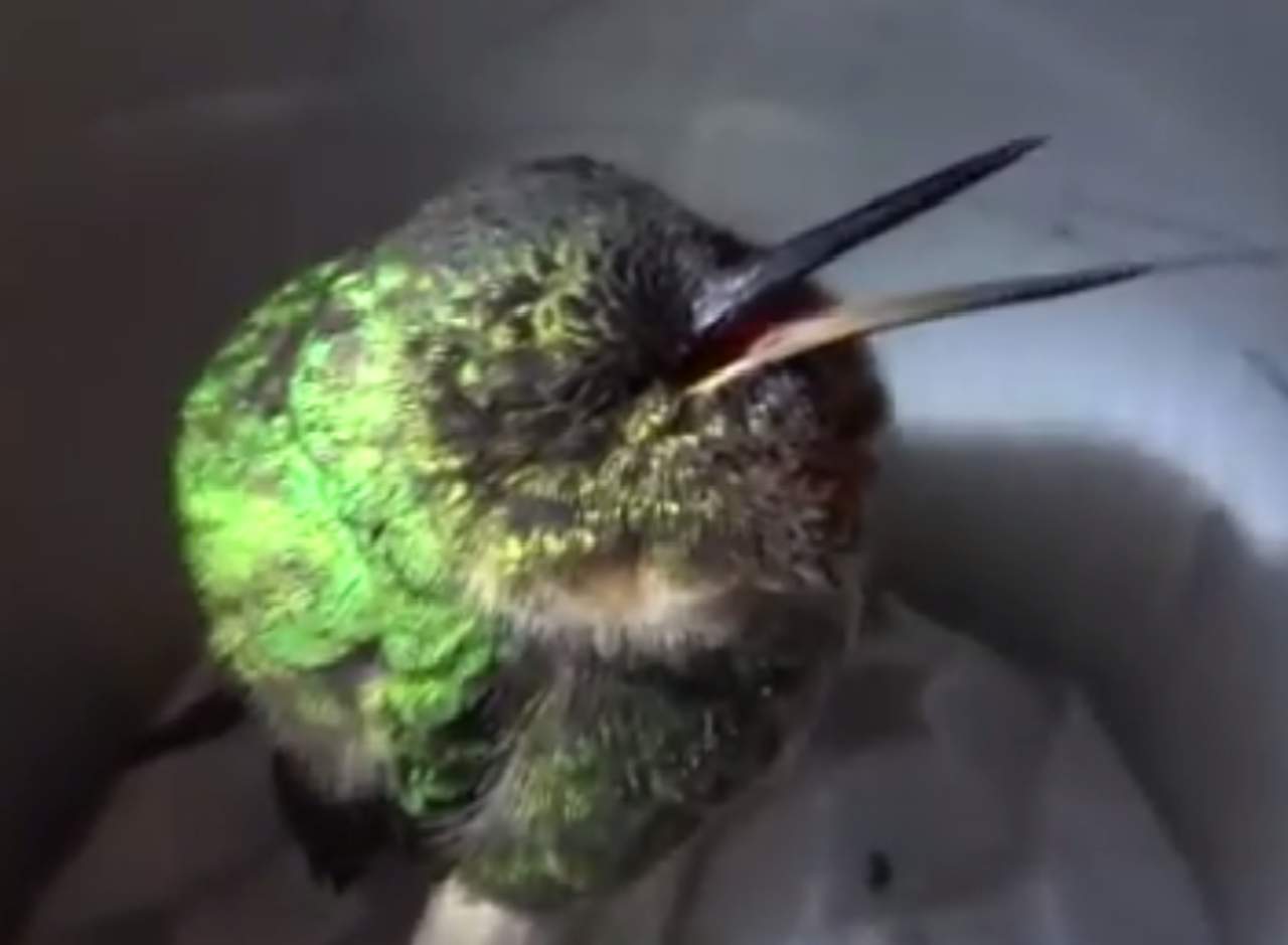 Un colibrí que parece que ronca mientras duerme