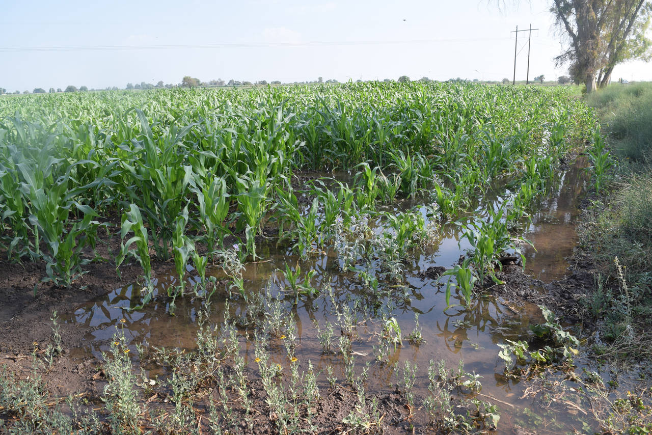 Medida. Para entregar el agua durante la sequía se pidió a productores que acercaran sus cultivos.